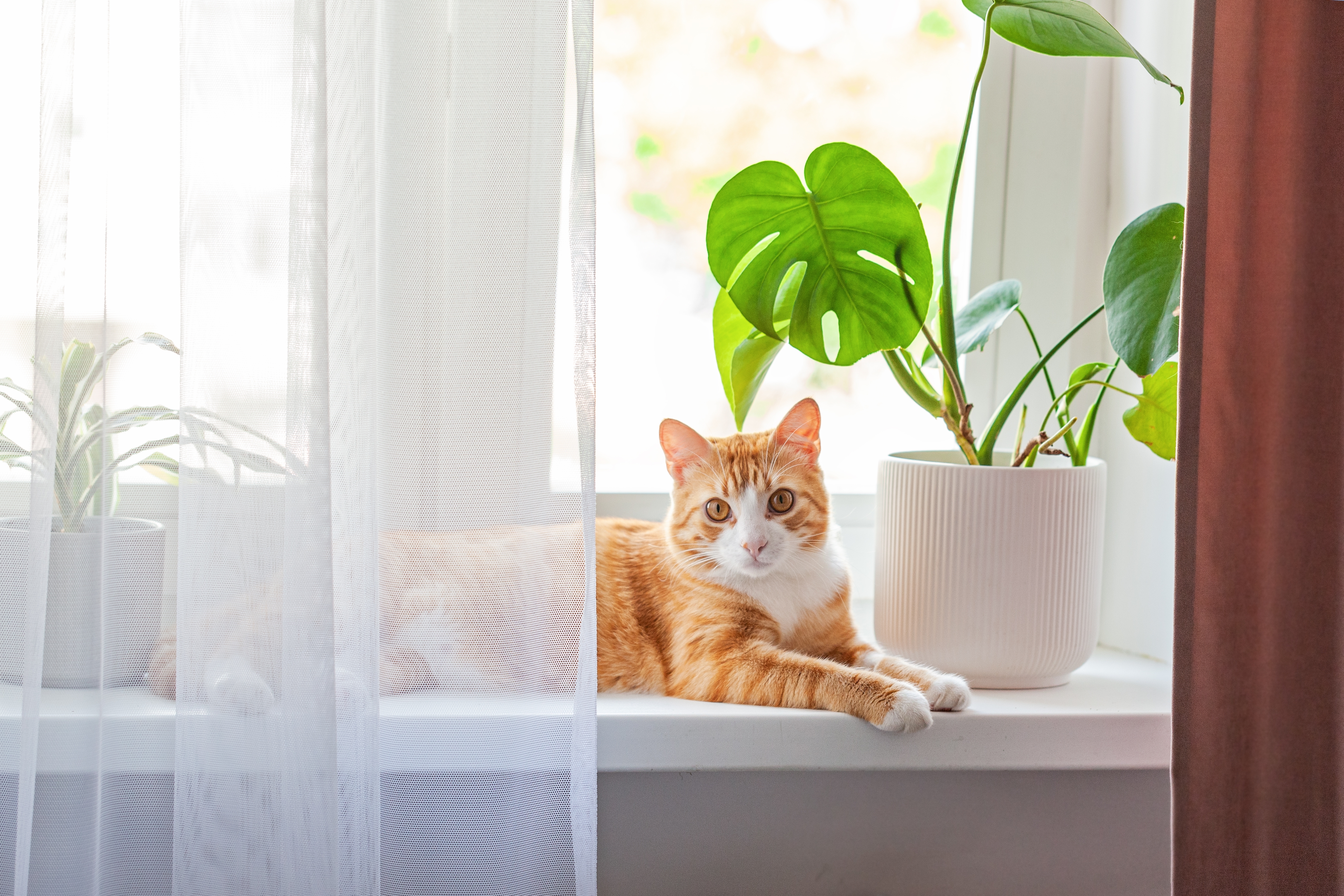 Katze auf einer Fensterbank im Innenbereich &ndash; dekorativer und &auml;sthetischer Abschluss unter dem Fenster mit moderner Fassadengestaltung